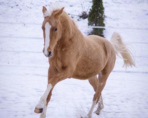 Dressurpferd Nichts als Gold (Deutsches Reitpony, 2020, von Fs Numero Uno)