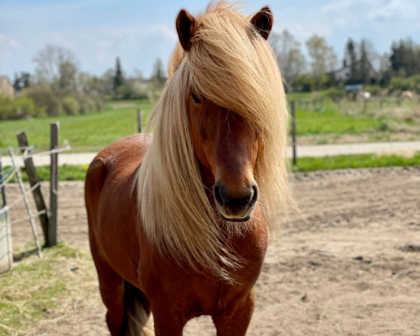 horse Solfari von Faxabol (Iceland Horse, 2013)