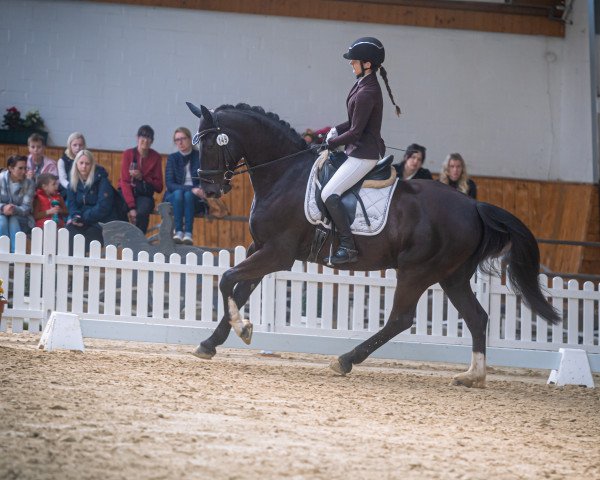 dressage horse Elidor M (Alt-Oldenburger / Ostfriesen, 2018, from Ernesto M)