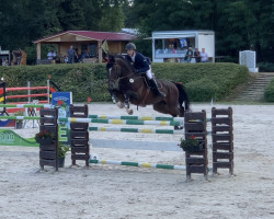 stallion Classic Balou (German Sport Horse, 2011, from Convoi's Gipsy)