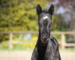 dressage horse Tamina Z (Hanoverian, 2023, from Top Gear)