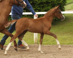 Deckhengst Ehrenhains Nordish by nature (Deutsches Reitpony, 2016, von Fs Numero Uno)