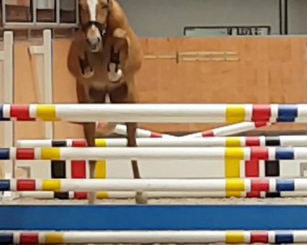dressage horse Diego El Rey S (German Riding Pony, 2015, from Steendieks Di Caprio)
