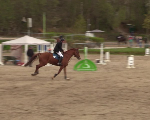 Reitturnier Lgl.-Oberhain, B95 2023