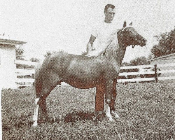 Zuchtstute Blondie Blondel (American Classic Shetl. Pony, 1942, von Silver Crescent II)