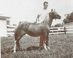 broodmare Blondie Blondel (American Classic Shetler. Pony, 1942, from Silver Crescent II)