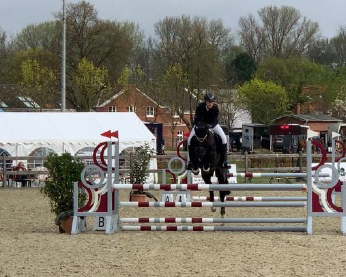 dressage horse Pik Sieben 18 (German Riding Pony, 2017, from Pantu Pavot)