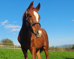 dressage horse Spätburgunder (Westphalian, 2022, from Sir Heinrich OLD)