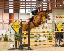 jumper Blue 105 (German Sport Horse, 2013, from DSP Colfosco)