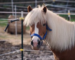 dressage horse Funny 369 (Pony without race description, 2004)