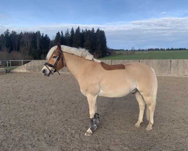 Dressurpferd Rock me Amadeus 12 (Haflinger, 2016, von Akarino D)