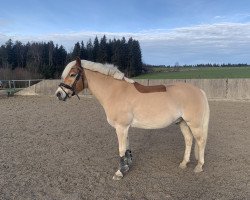 dressage horse Rock me Amadeus 12 (Haflinger, 2016, from Akarino D)