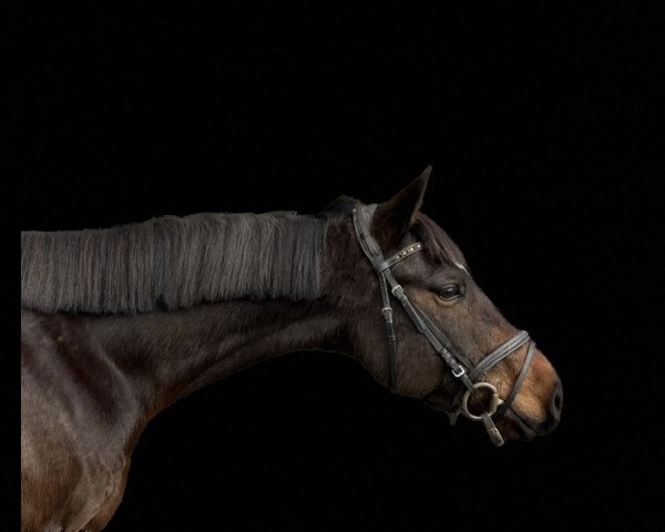 Pferd Costa Rica (Welsh-Cob (Sek. D), 2017)