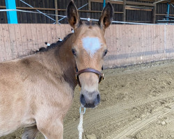 jumper Don de Descarado (German Riding Pony, 2021, from Don Diabolo NRW)