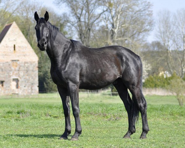 Dressurpferd Dipinto nero von Royal (Deutsches Sportpferd, 2020, von Don Royal)
