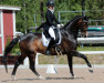 Pferd Michigan L (Dänisches Warmblut, 2003, von Michellino)