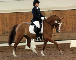 horse Carlotta III (German Riding Pony, 2001, from Constantin)