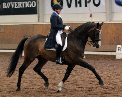 dressage horse Lawrence G (Holsteiner, 1999, from Lorentin I)