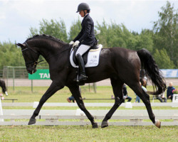 jumper New Hill Rossellini 160 FIN (Finnish Warmblood, 2007, from Rousseau)