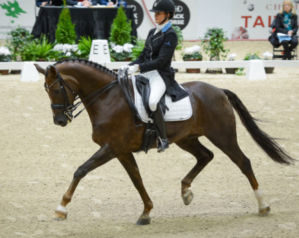 dressage horse Zatal (KWPN (Royal Dutch Sporthorse), 2004, from Florencio I)