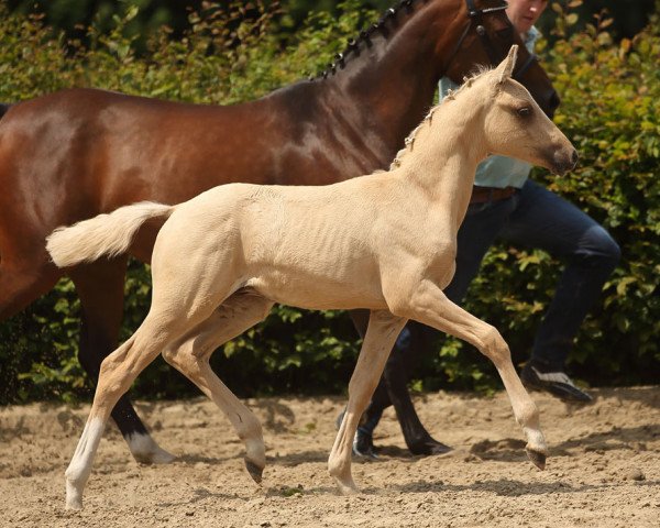 Dressurpferd Darubino (Deutsches Reitpony, 2016, von Darubi Gold)