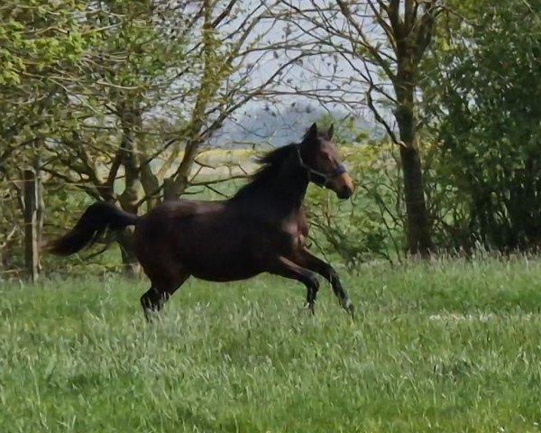 Springpferd Mister Strunzel (Oldenburger, 2021, von Colonel Cousteau)