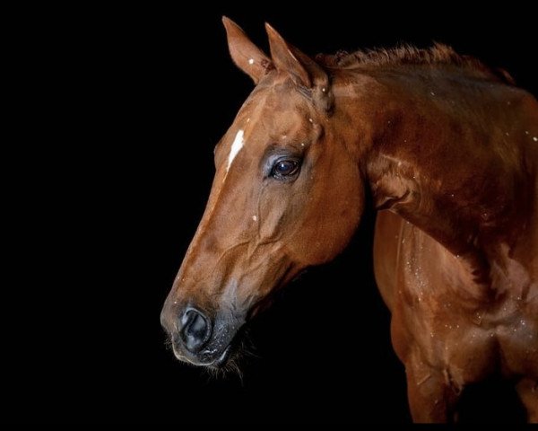 horse Miss Hohlweg (Zweibrücken, 2002, from Motley xx)