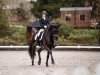 dressage horse Don Leonardo Cr (Westphalian, 2016, from Don Frederico)