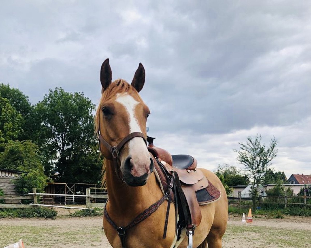 horse Dun it little Jack (Quarter Horse, 2015, from Dun It On The QT)