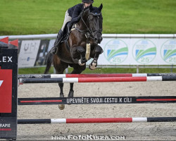 jumper Flexicon (KWPN (Royal Dutch Sporthorse), 2010, from Lexicon)