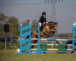 jumper Nordlicht (German Riding Pony, 2013, from Nightfire)