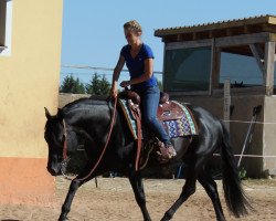 Pferd Hesa Blackberry King (Quarter Horse, 2012, von Mr King Raffles)