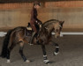 dressage horse Voice 6 (German Riding Pony, 2009, from Valido)