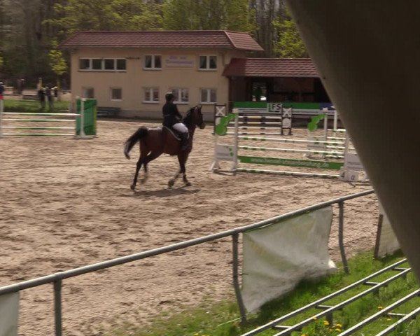 Reitturnier Lgl.-Oberhain, B95 2023