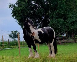 horse Bob (Tinker / Irish Cob / Gypsy Vanner, 2015)