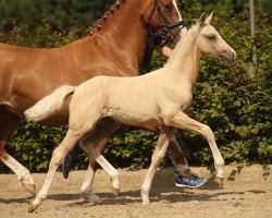 dressage horse Glücksengelchen NRW (Westphalian, 2016, from HET Golden Dream)