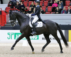 dressage horse Avemmo (KWPN (Royal Dutch Sporthorse), 2005, from Ferro)