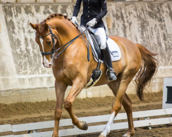 dressage horse Lord Lacoste (Hanoverian, 2006, from Locksley I)