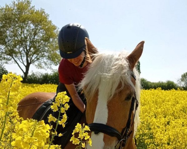 dressage horse Elsa Von Reinhold (Haflinger, 2015)