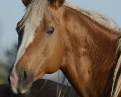 stallion The Gold Fox xx (Thoroughbred, 2006, from Pure White Gold xx)