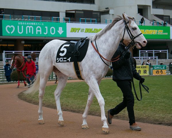 horse Shironii xx (Thoroughbred, 2014, from King Kamehameha xx)