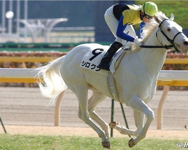 horse Shirokun xx (Thoroughbred, 2003, from Black Hawk xx)