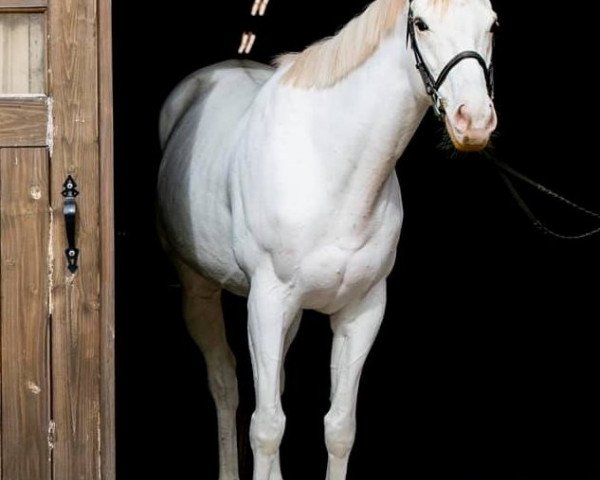 Pferd Artic Storm Cat xx (Englisches Vollblut, 2014, von Bluegrass Cat xx)