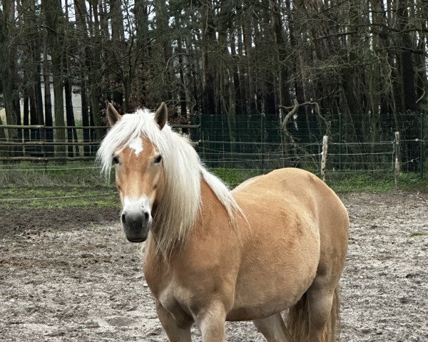 Pferd Sandea (Haflinger, 2013, von Niro)