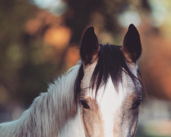 dressage horse Rivers Amari (Pinto / Small Riding Horse, 2020, from Rivers Dancing AS)