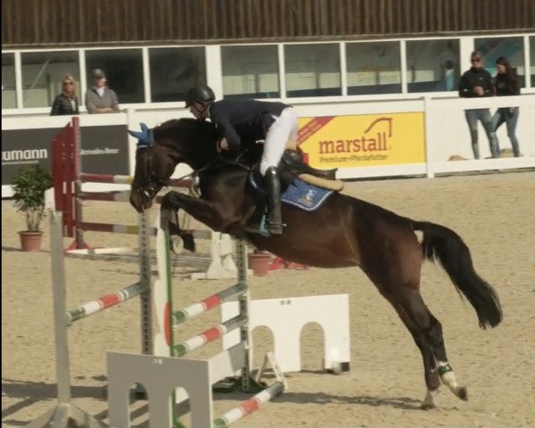 jumper Charlotte 248 (German Sport Horse, 2017, from DSP Con Spirit)