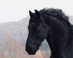 horse Sibold (Friese, 2005, from Brend)