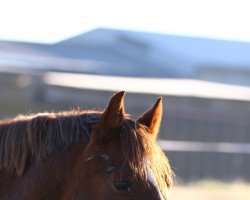 Springpferd Campino del Sol (Deutsches Reitpony, 2011, von Wynfa's Charles)