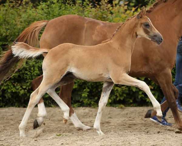 dressage horse Di Santo (German Riding Pony, 2016, from Dornik B)
