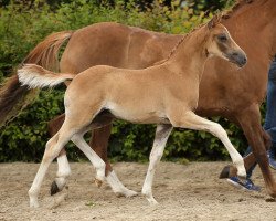 Dressurpferd Di Santo (Deutsches Reitpony, 2016, von Dornik B)